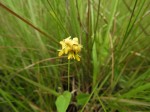 Eriosema erici-rosenii var. erici-rosenii