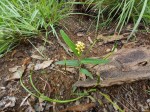 Eriosema verdickii var. schoutedenianum