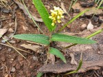 Eriosema verdickii var. schoutedenianum