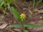 Eriosema verdickii var. schoutedenianum