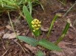 Eriosema verdickii var. schoutedenianum