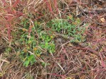 Crotalaria ononoides