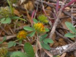 Crotalaria ononoides