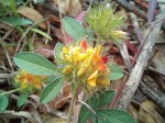 Crotalaria ononoides