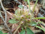 Crotalaria ononoides