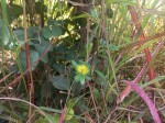 Crotalaria ononoides