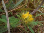 Crotalaria ononoides