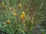 Crotalaria parvula