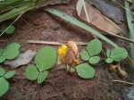 Crotalaria sertulifera