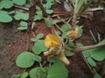 Crotalaria sertulifera