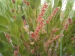 Acalypha clutioides