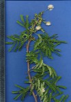 Acacia robusta subsp. usambarensis