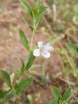 Barleria virgula