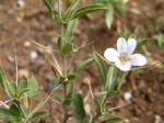 Barleria virgula