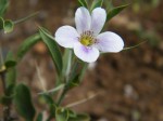 Barleria virgula