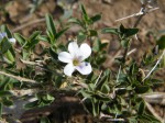 Barleria virgula