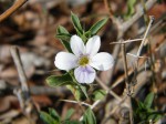 Barleria virgula