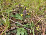 Crossandra sulphurea