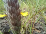 Crossandra sulphurea