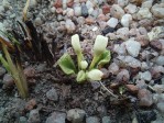 Monadenium pudibundum var. lanatum