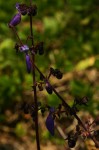 Coleus autranii