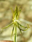 Habenaria binghamii