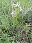 Habenaria edgarii