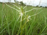 Habenaria kassneriana