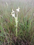 Habenaria macroplectron