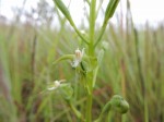 Habenaria macrotidion