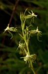 Habenaria petraea