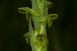 Habenaria xanthochlora