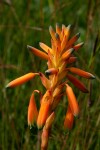 Aloe nuttii