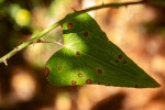 Smilax aspera 