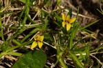 Monopsis stellarioides subsp. schimperiana