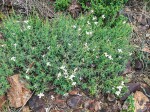 Barleria pretoriensis