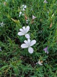 Barleria pretoriensis