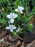 Barleria pretoriensis