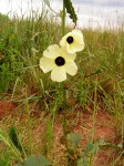 Hibiscus calyphyllus