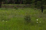 Crinum carolo-schmidtii