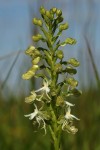 Habenaria kyimbilae