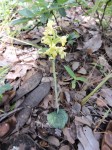 Habenaria villosa