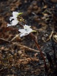 Disa longilabris