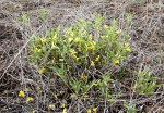 Barleria coriacea