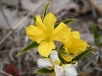 Barleria coriacea