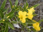 Barleria coriacea