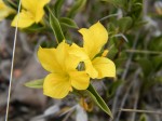 Barleria coriacea