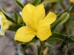 Barleria coriacea