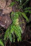 Asplenium smedsii