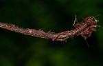 Asplenium smedsii